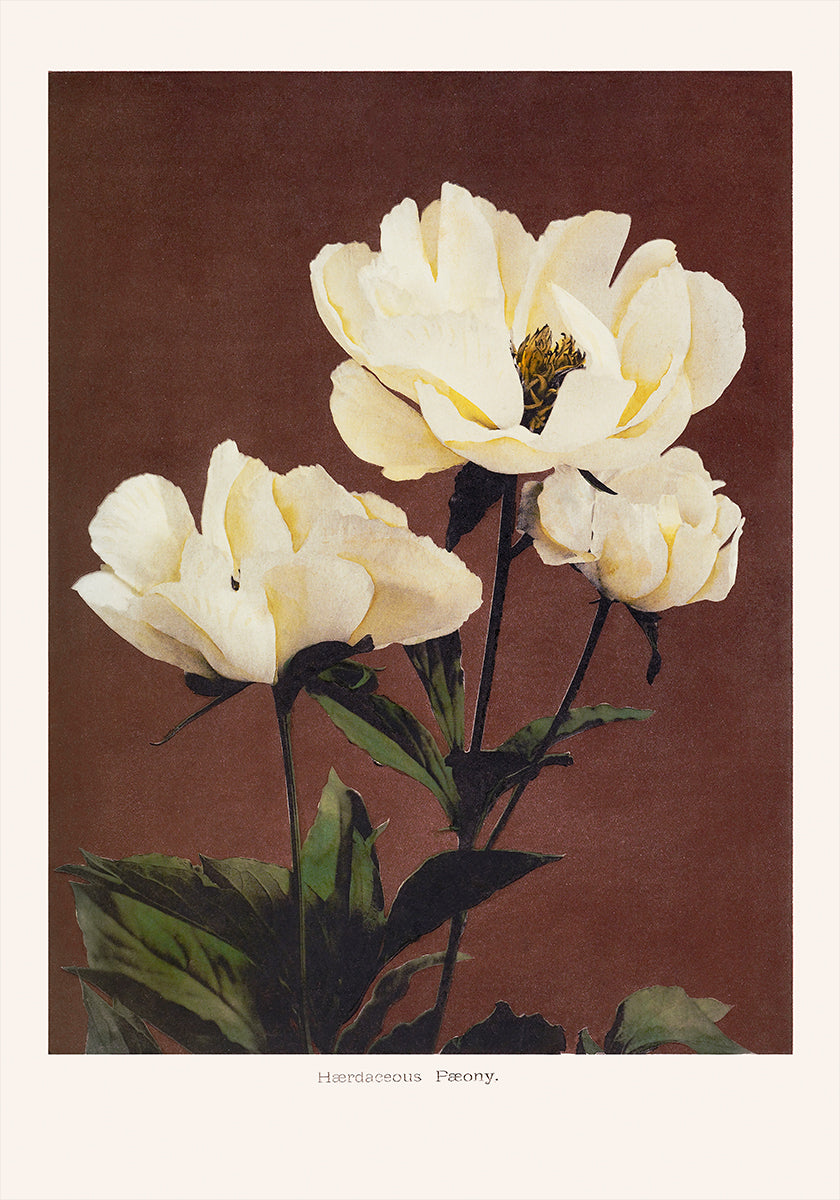 Hærdaceous Peony (NEW) - Posterbox
