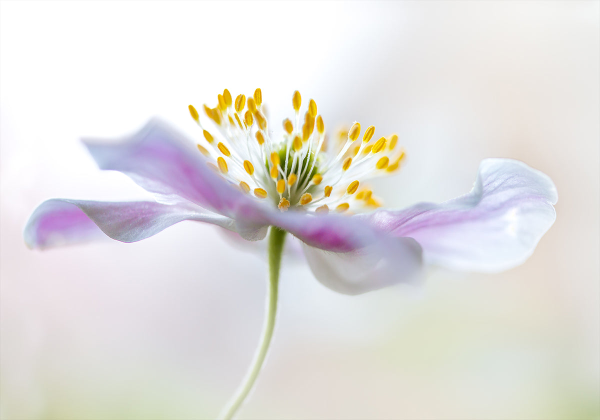 Koka anemone