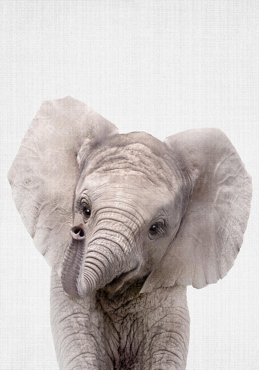 Plakat "Peekaboo Baby Elephant".