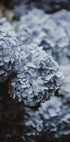 Blue Hydrangea Plakat - Posterbox.dk