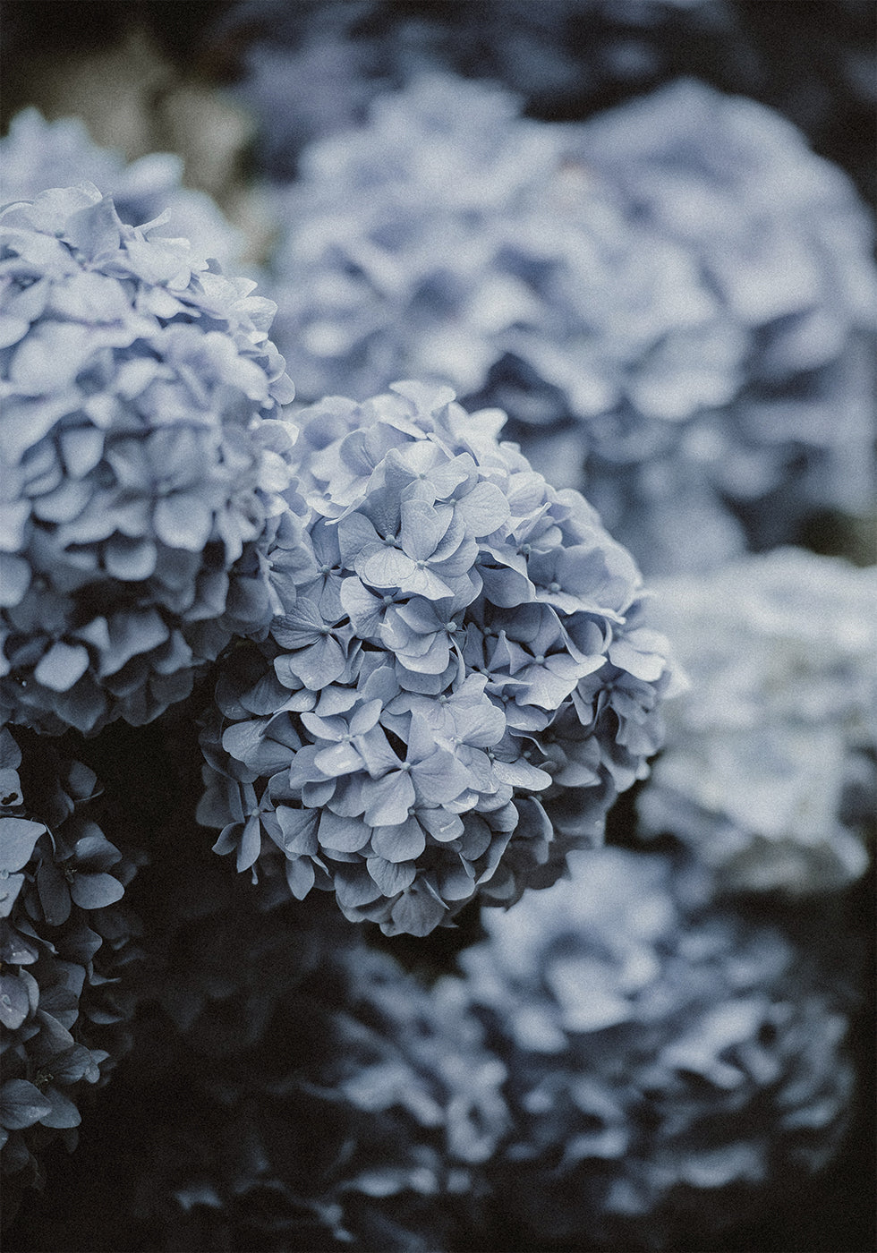 Blue Hydrangea Plakat - Posterbox.dk