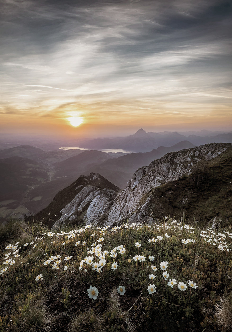Sunrise Over Mountain Wildflowers Plakat - Posterbox.dk