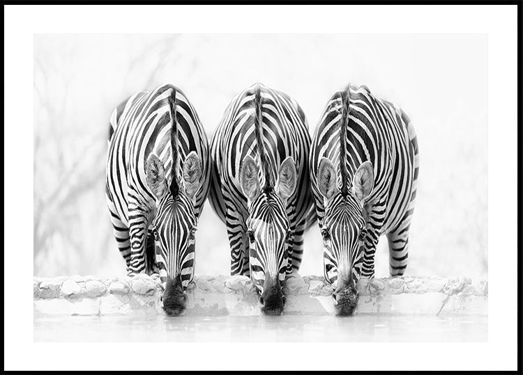Zebra's Poster