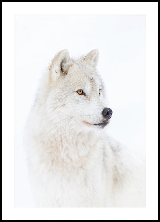 Portrait of an Arctic Wolf Plakat
