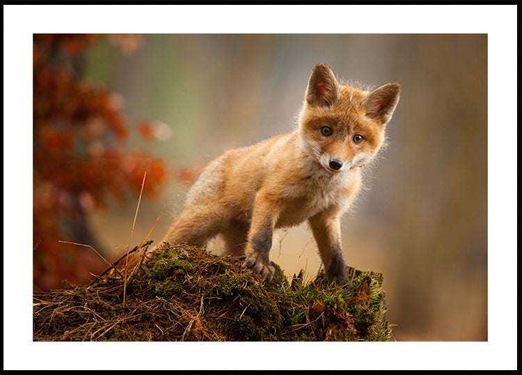 Fox Poster