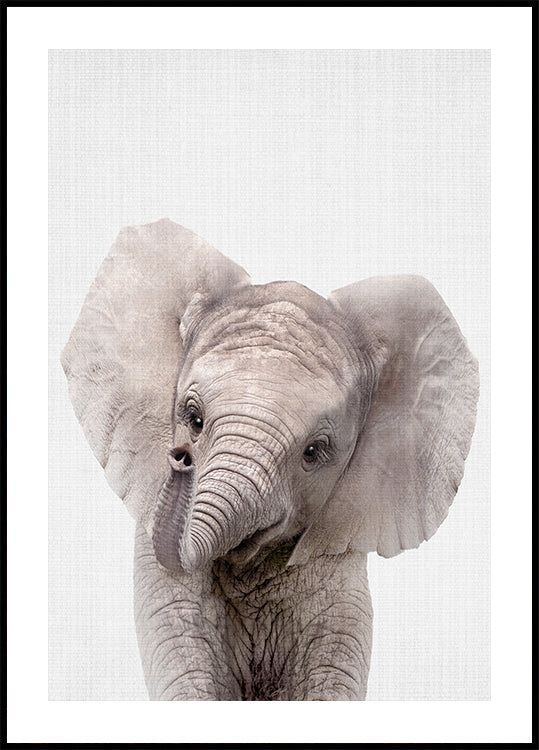 Plakat "Peekaboo Baby Elephant".