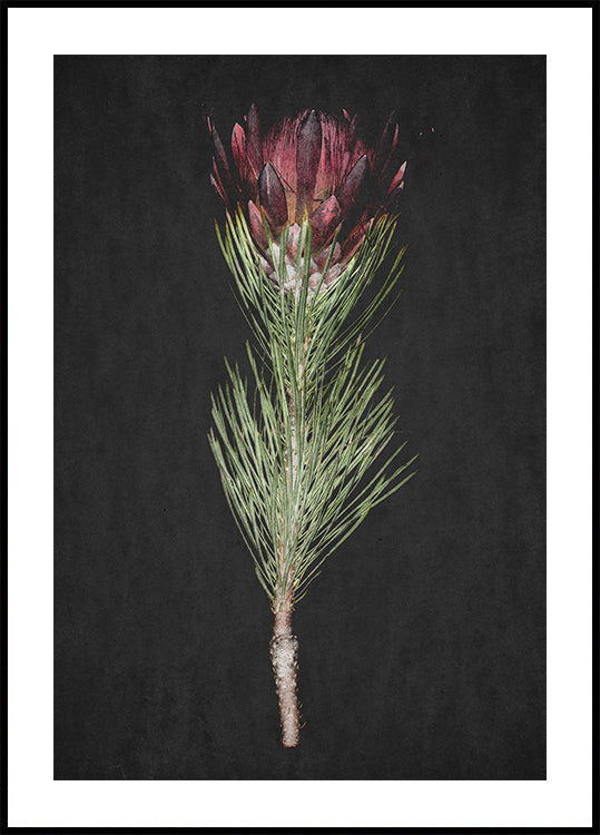 Protea Serenity plakatas