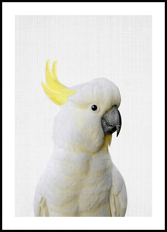 Peekaboo kakadu poszter