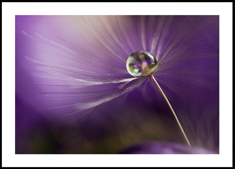 Violetinių atspalvių