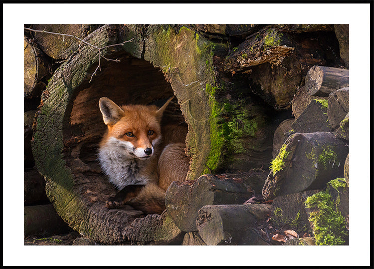 Fox