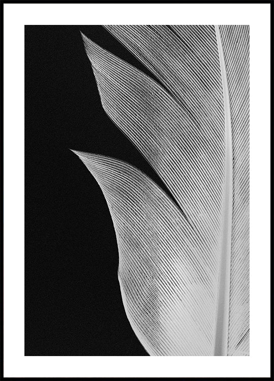 Fieder No.5 Affiche