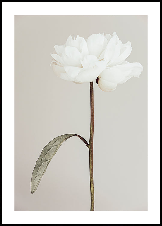 Peony 07 Affiche