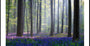 Bluebell's plakát
