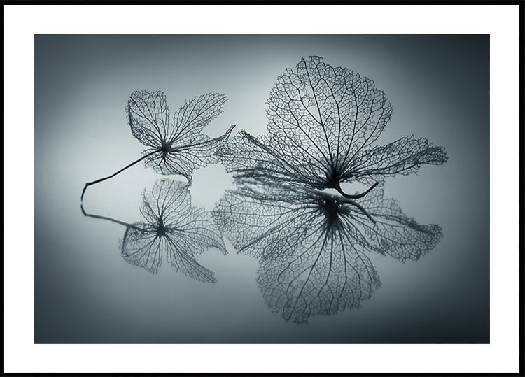 Ephemeral Schéinheet