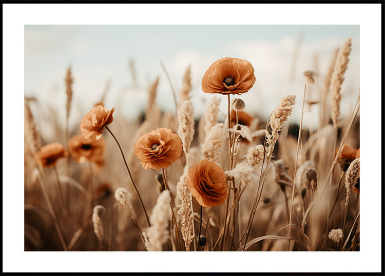 Poppies an der Breeze