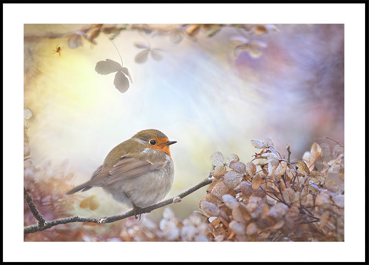 Robin despre vise