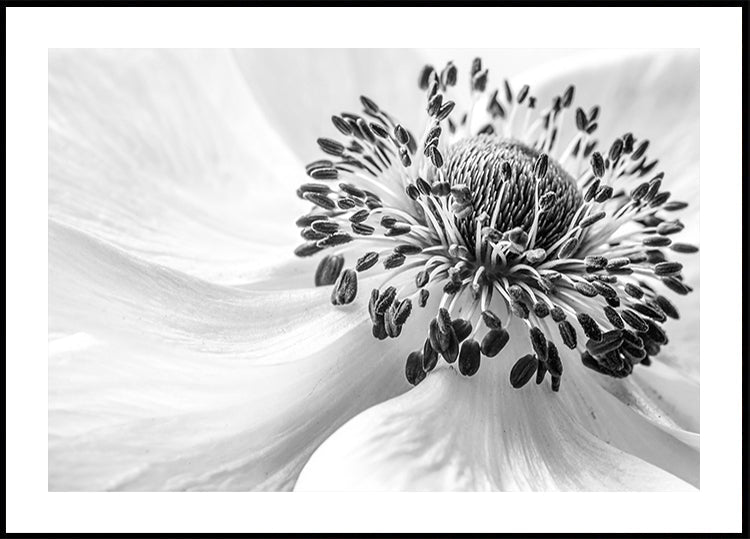 Anemone
