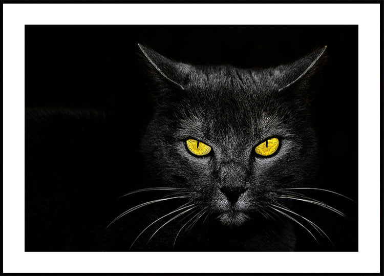 Black Cat Poster