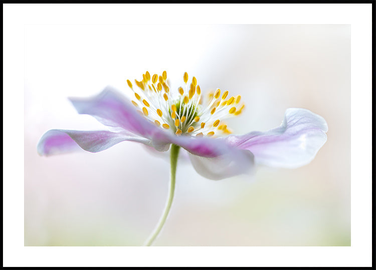Medinis anemonas