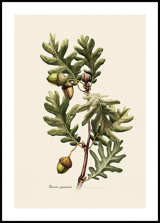 Botany Quercus Pyrenaica Poster