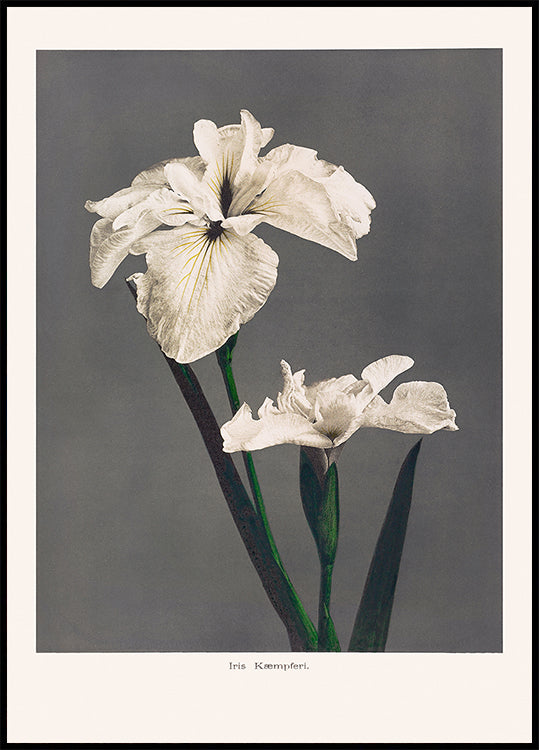 Iris Kæmpferi plakat