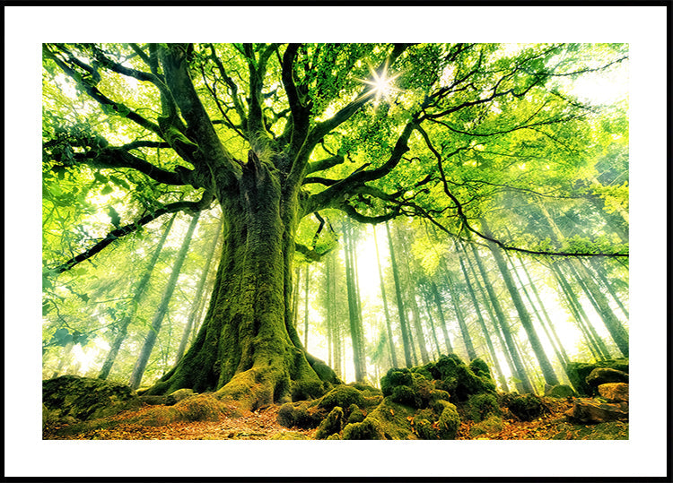 Ponthus bükkfa plakátja