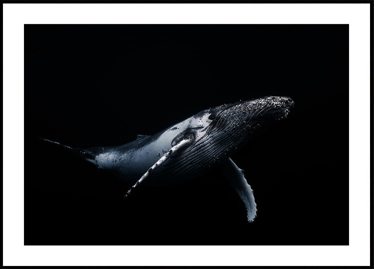 Black & Whale Poster