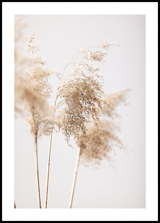 Reed Grass Grey 09 Plakāts