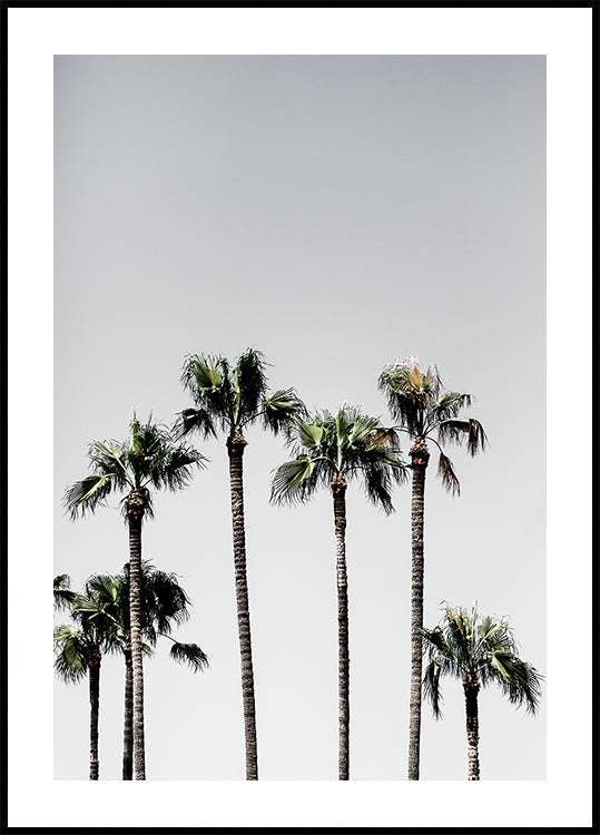 Palmen 5 Affiche