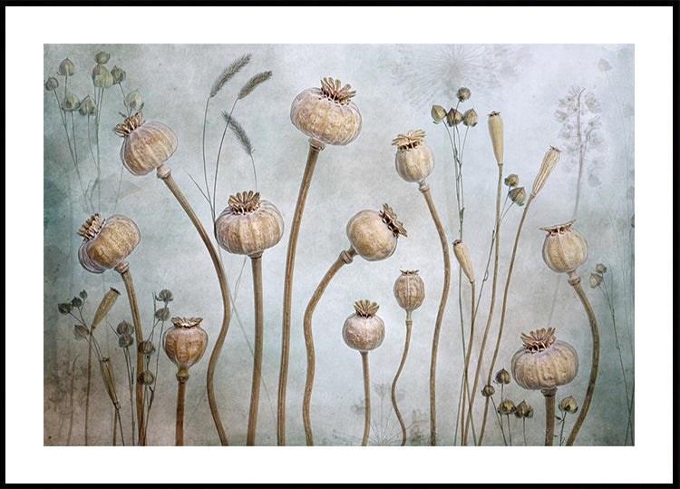Poppies