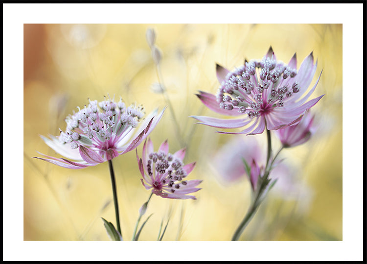Astrantia Major plakatas