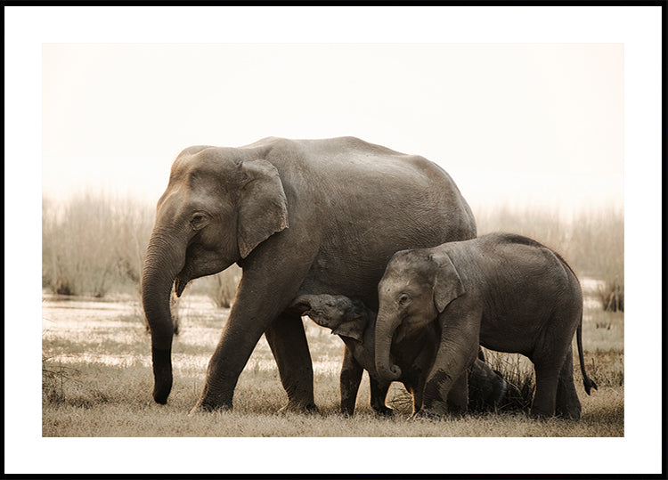 family portrait Poster