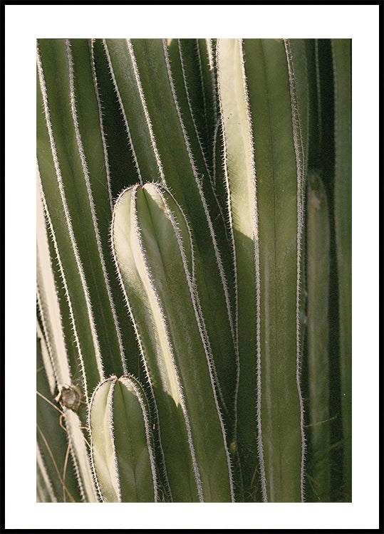 Cactus Plakat - Posterbox.dk
