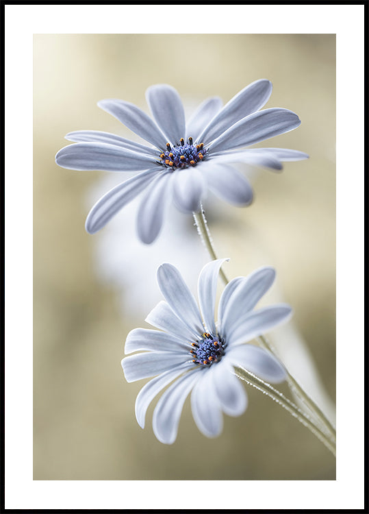 Cape margrietiņas Plakāts