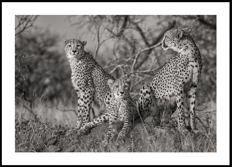 Three Cats Poster
