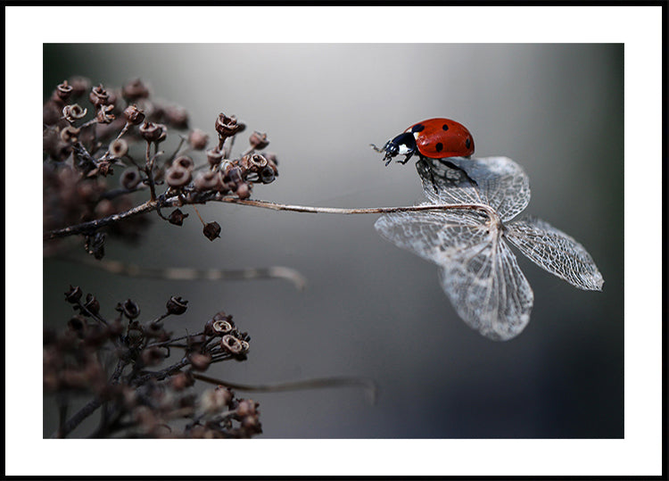 Ladybird op Hortensia.