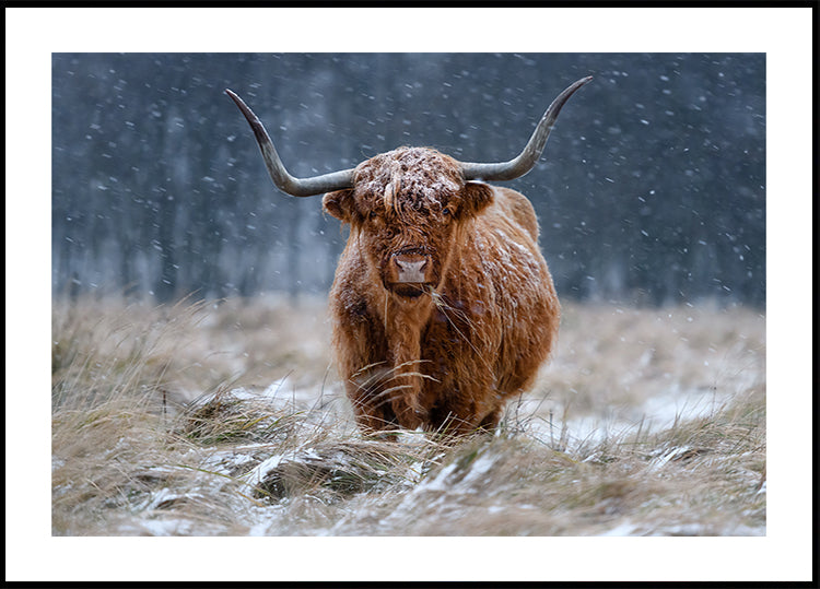 Snowy Highland karvė