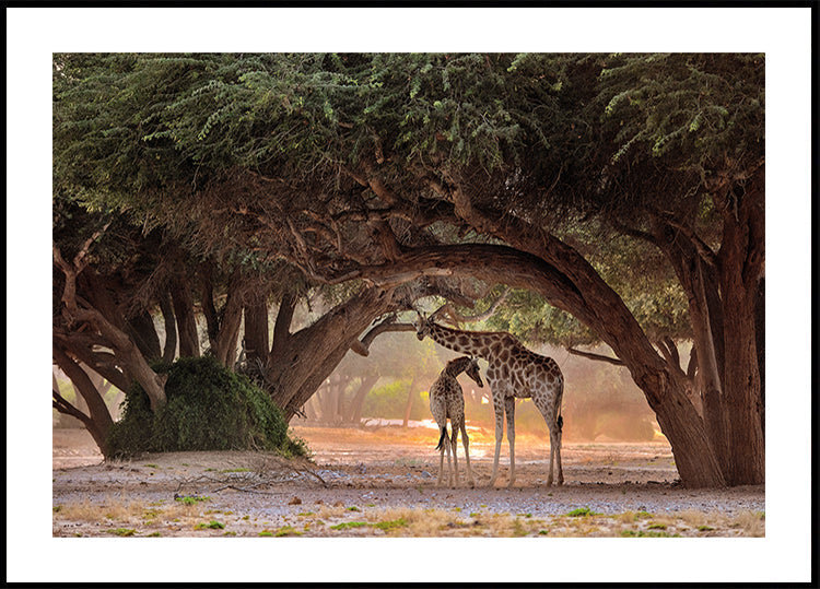 Giraff - Namibia