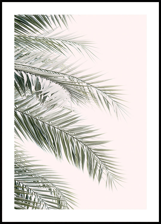 Blush Palm Leaves (NEW)