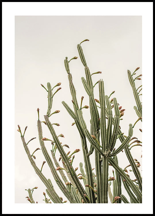 Cactus Plakat - Posterbox.dk