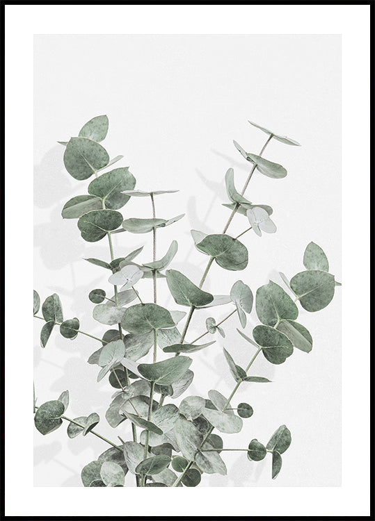 Eucalyptus Creative 16 poszter