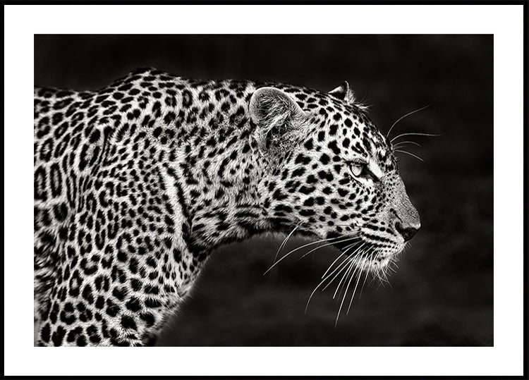 Leoparda tuvplāna plakāts