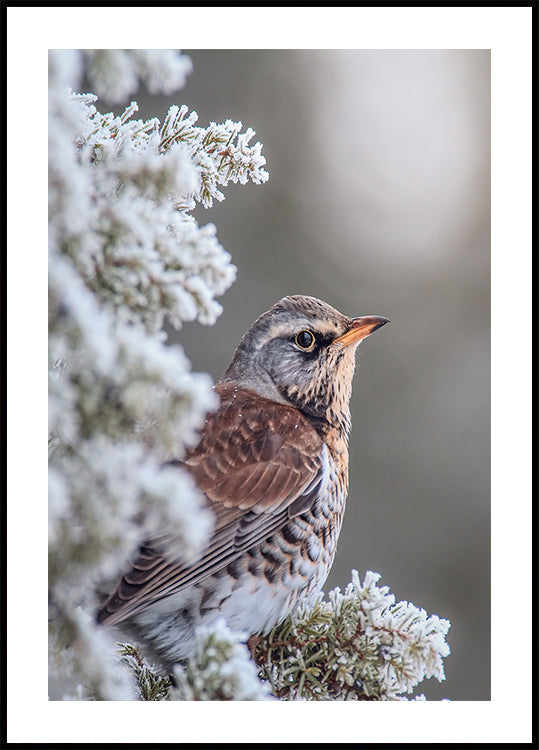 Fieldfare an engem Wanter Kader Poster