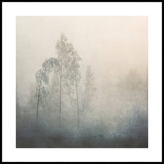 Silent Pines in the Mist Plakater
