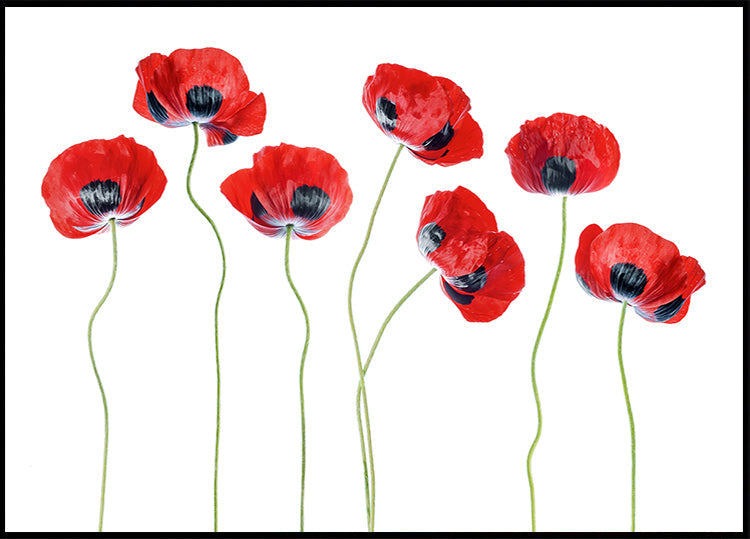 Ladybird Poppies Poster