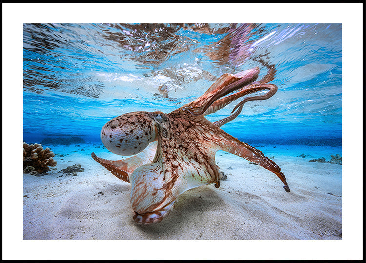 Táncoló polip plakát