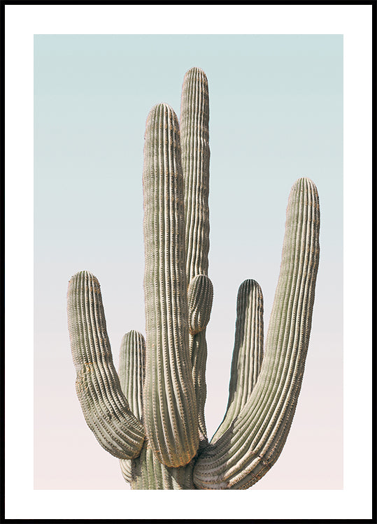Saguaro plakát