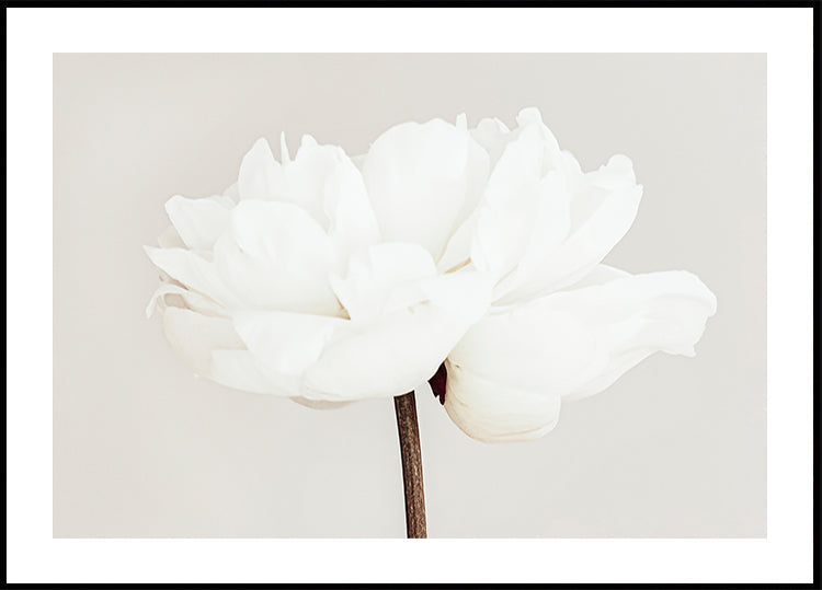 Peony No.11 Affiche