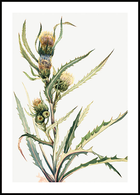White Thistle Poster