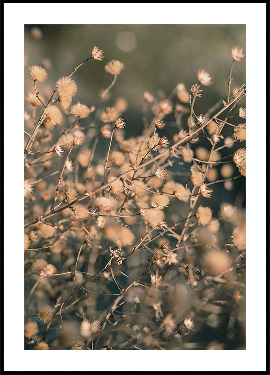 Plage Blummen_003 Affiche